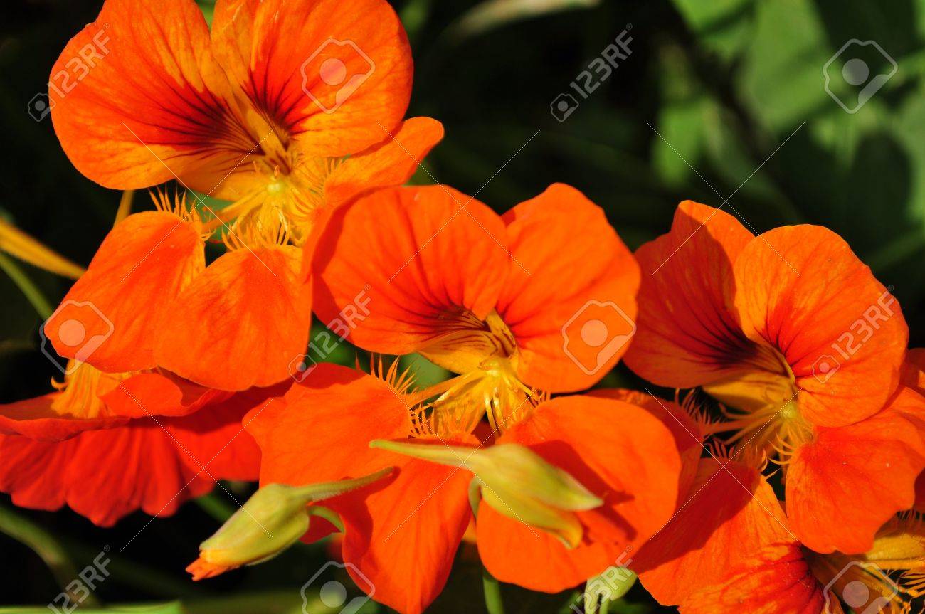 etiam-dictum-ipsum-a-felis