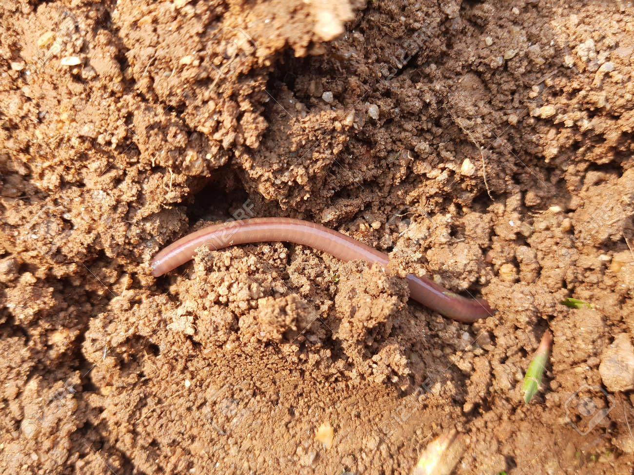 Ist ein Wurm ein wirbelloses Tier?