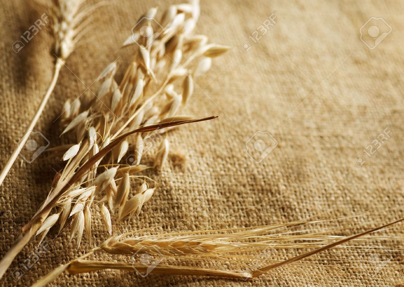 wheat ears on burlap