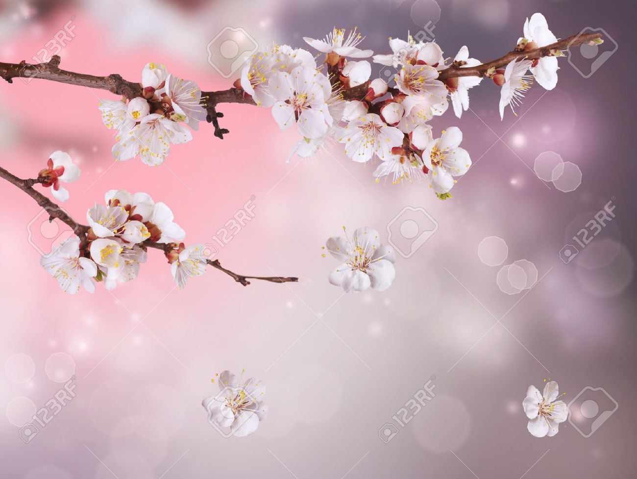 spring blossom design stock
