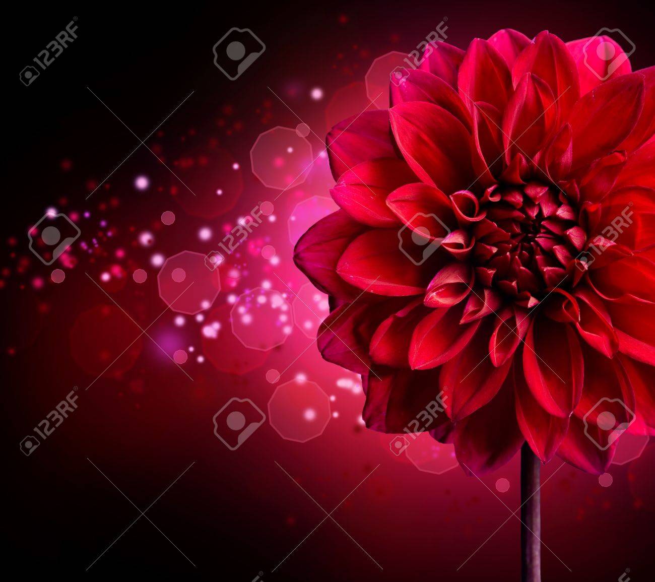 Dahlia Autumn Flower Design Stock Photo Picture And Royalty Free Image Image