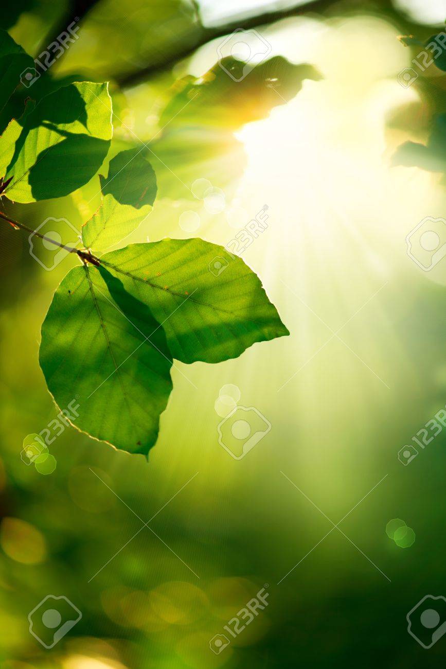 自然背景木漏れ日と緑の葉 の写真素材 画像素材 Image