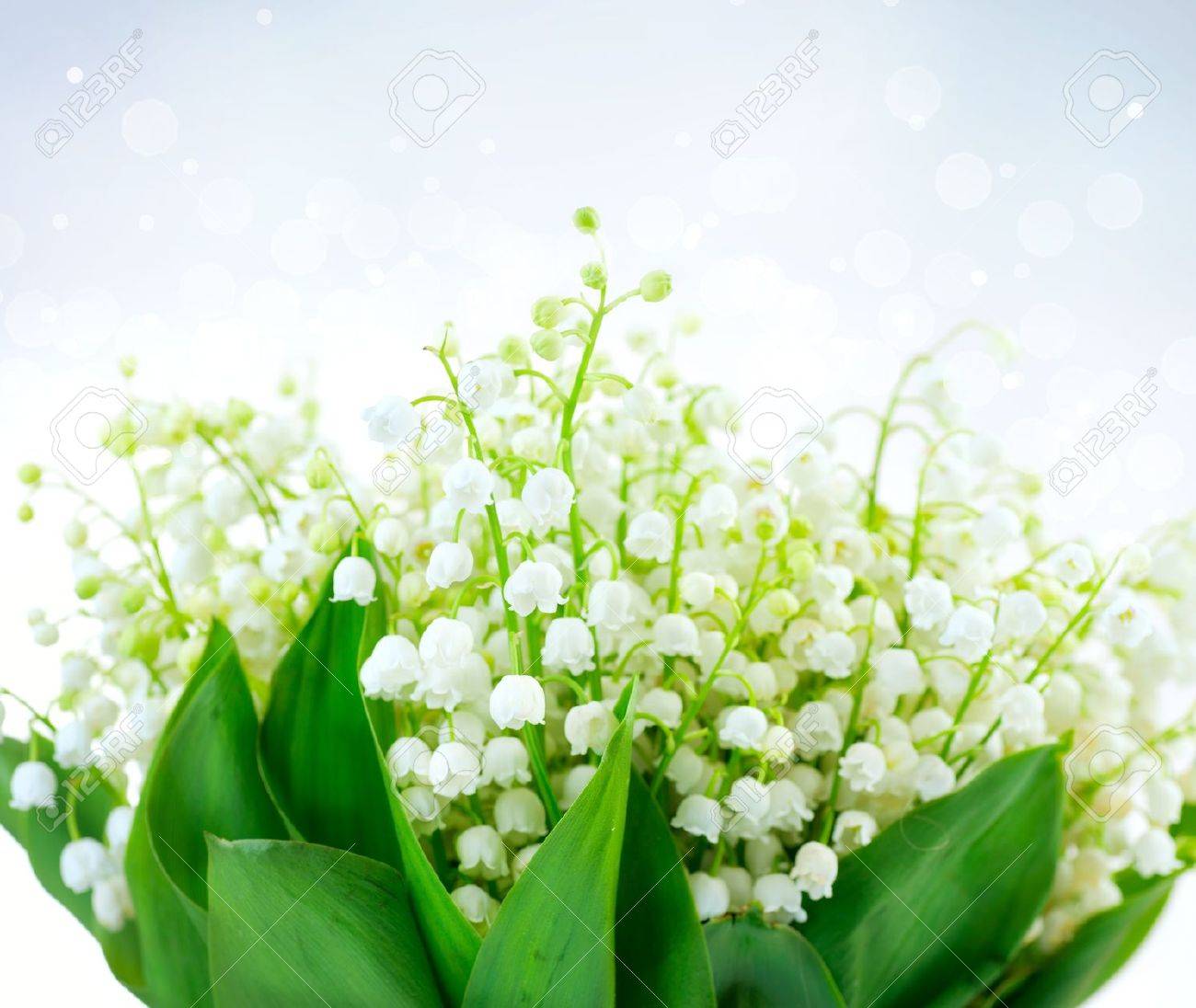白い春の花のスズランの花デザインの束 の写真素材 画像素材 Image 1587