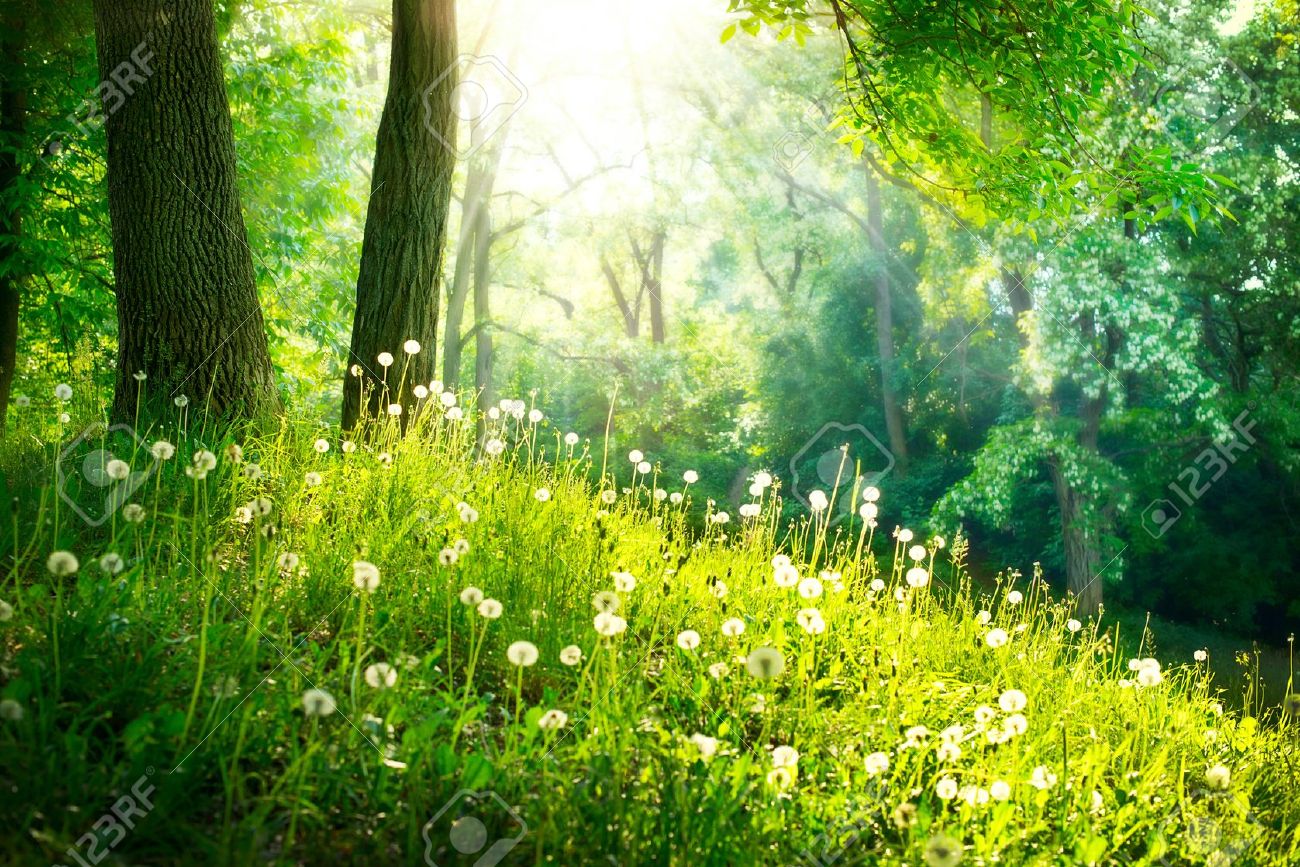 19732293-Spring-Nature-Beautiful-Landscape-Green-Grass-and-Trees-Stock-Photo.jpg