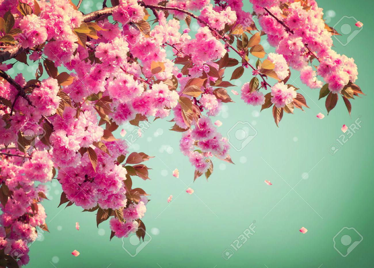 桜の花の背景美術デザイン春 Sacura 花 の写真素材 画像素材 Image 桜の花の背景美術デザイン春 Sacura 花 の写真素材 画像素材 Image