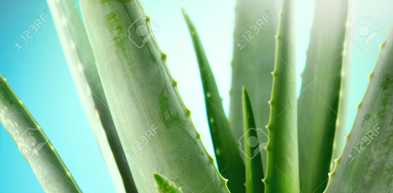 Aloe Vera closeup. Aloevera plant on blue background. Natural organic renewal cosmetics, alternative medicine. Skincare concept - 112655527 Aloe Vera closeup. Aloevera plant on blue background. Natural organic renewal cosmetics, alternative medicine. Skincare concept - 112655527