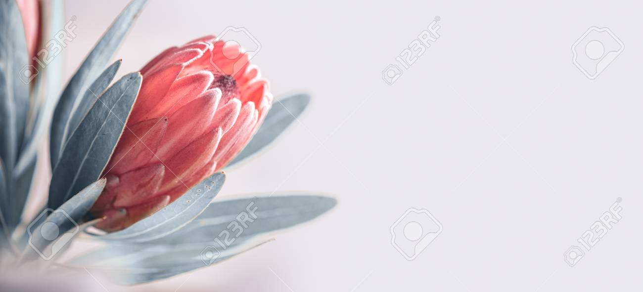 Protea bud closeup. Pink King Protea flower isolated on grey background. Beautiful fashion flower macro shot. - 115942790 Protea bud closeup. Pink King Protea flower isolated on grey background. Beautiful fashion flower macro shot. - 115942790