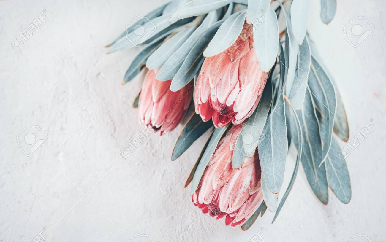Protea buds closeup. Bunch of pink King Protea flowers over grey background. Valentine's Day bouquet - 115944479 Protea buds closeup. Bunch of pink King Protea flowers over grey background. Valentine's Day bouquet - 115944479