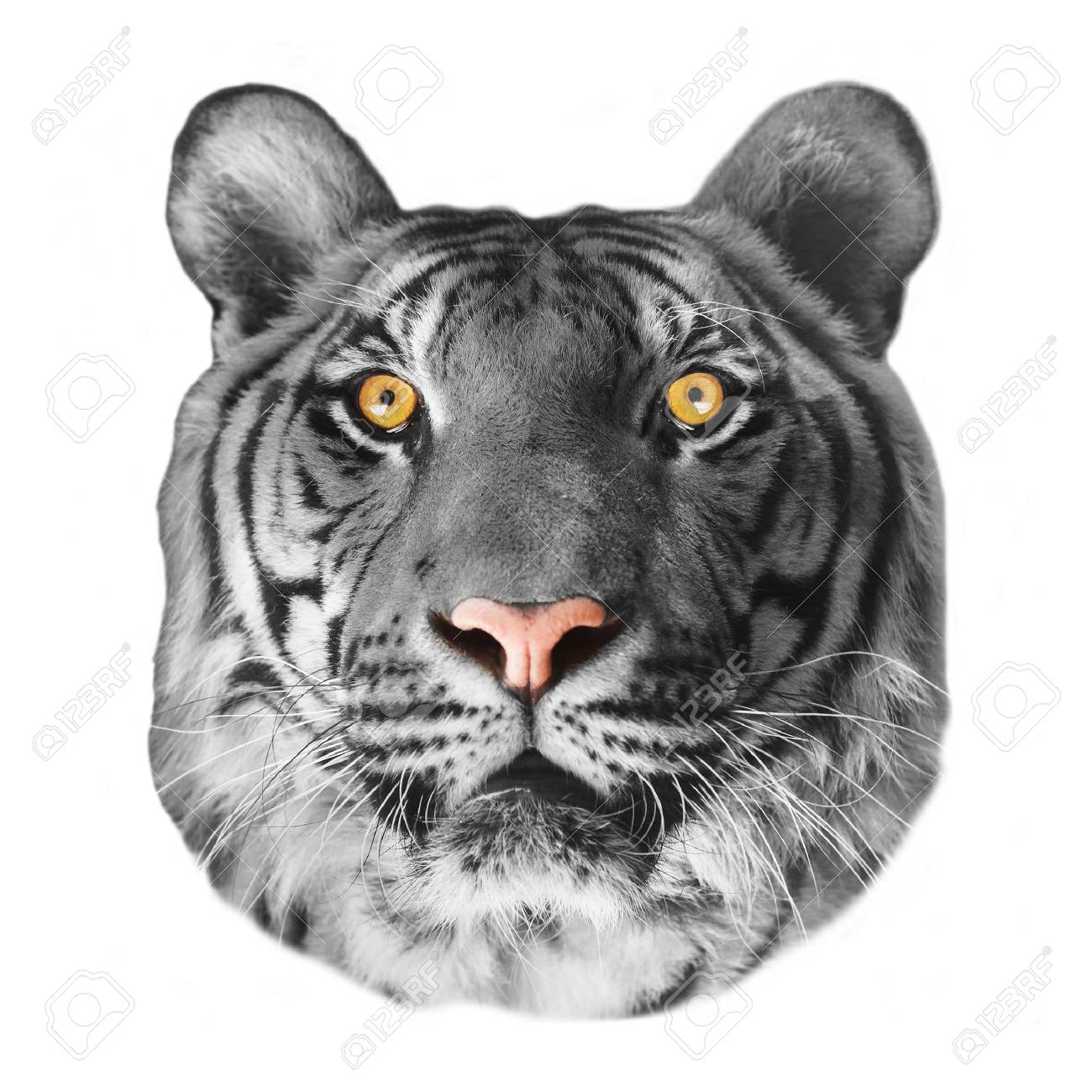 白い背景で隔離のホワイトタイガー の写真素材 画像素材 Image