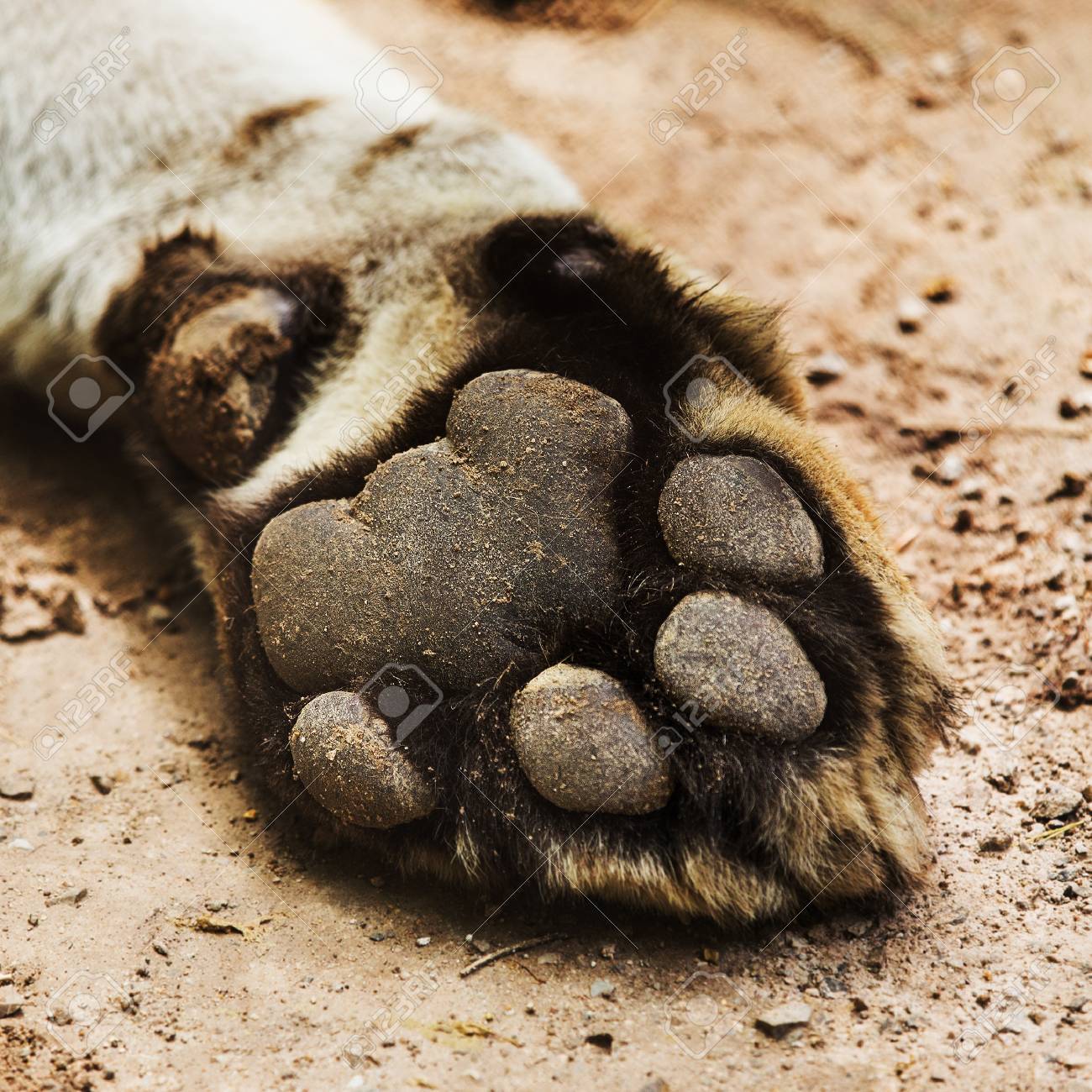 etiam-dictum-ipsum-a-felis