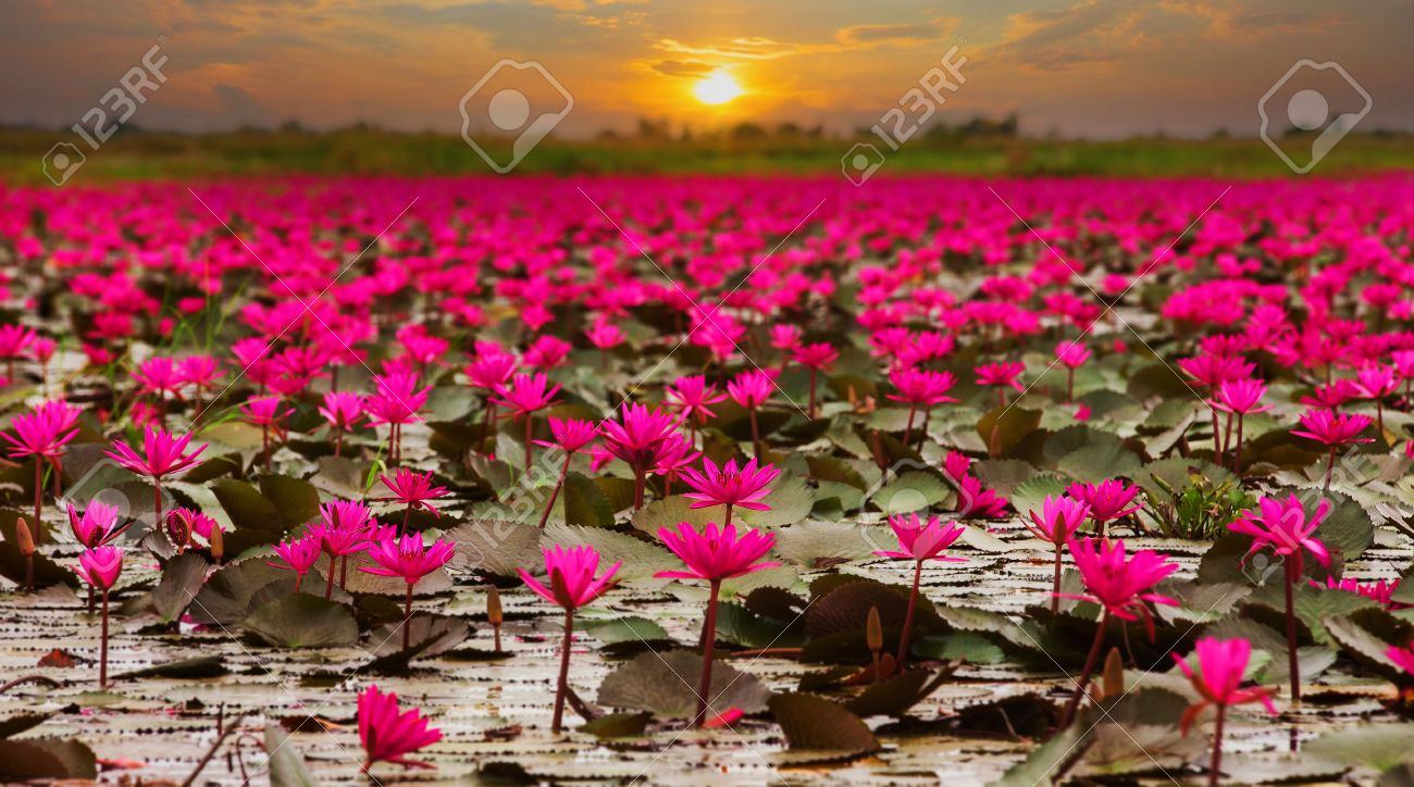 Soleil Levant Fleur De Lotus En Thaïlande