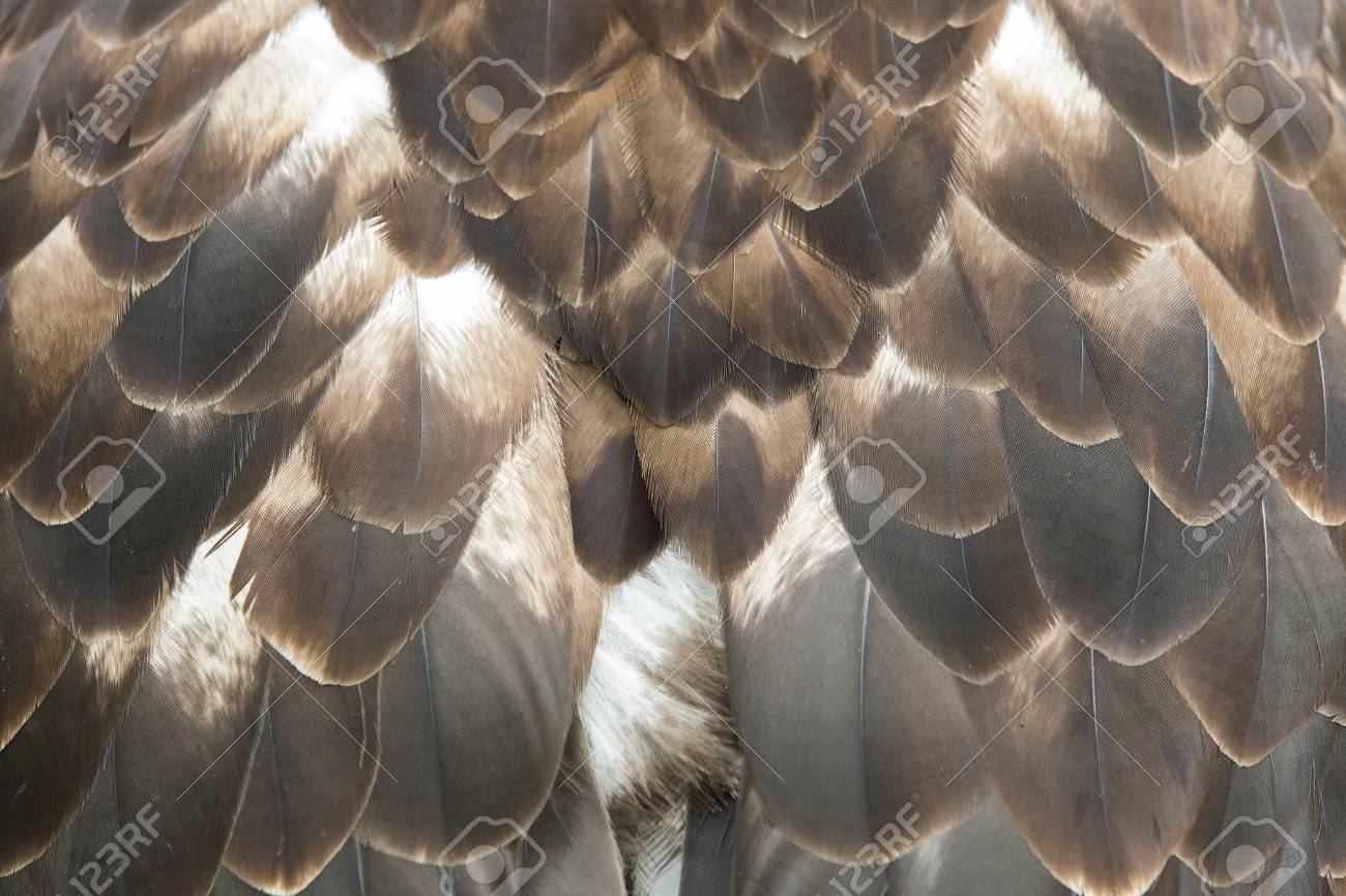 Close Up Of The Brown Feathers Of A Beautiful Eagle Crossing