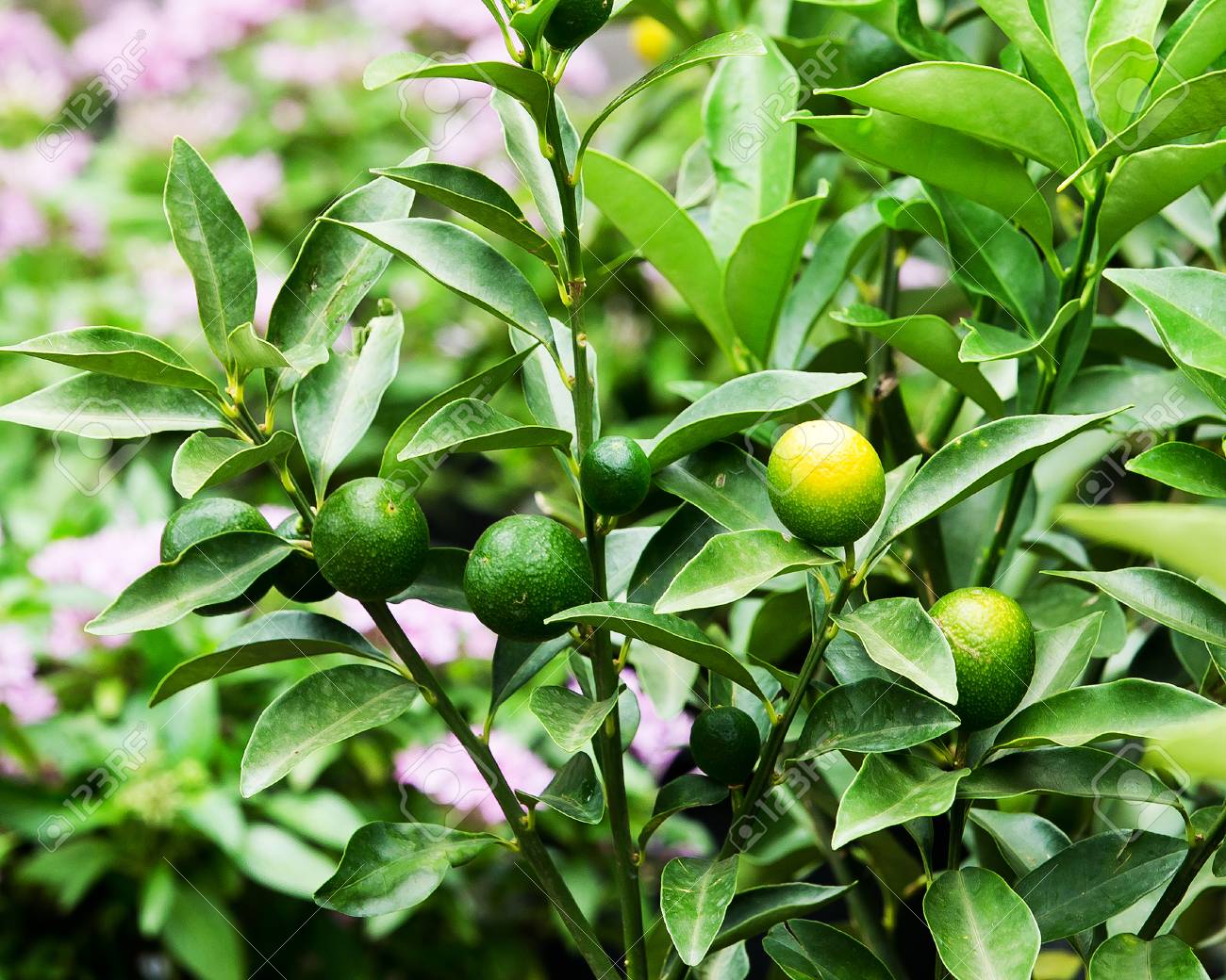thai lemon tree