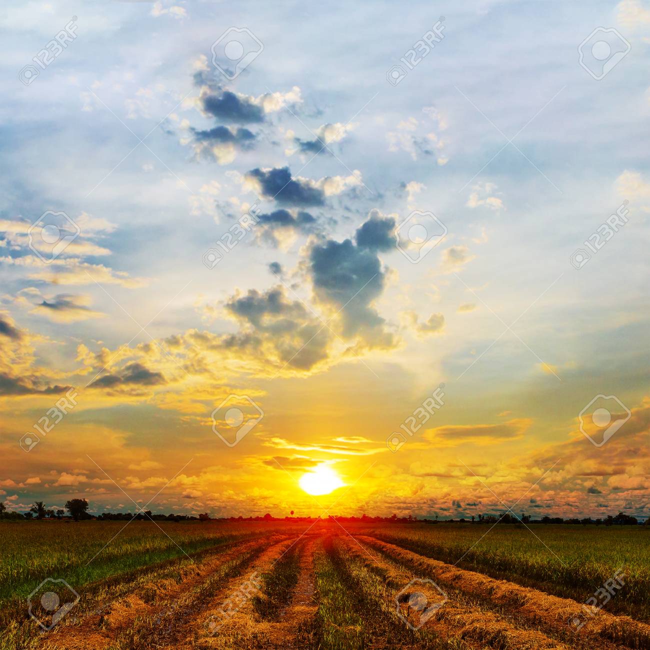 タイで夕焼け空と緑の田んぼ の写真素材 画像素材 Image 66257561