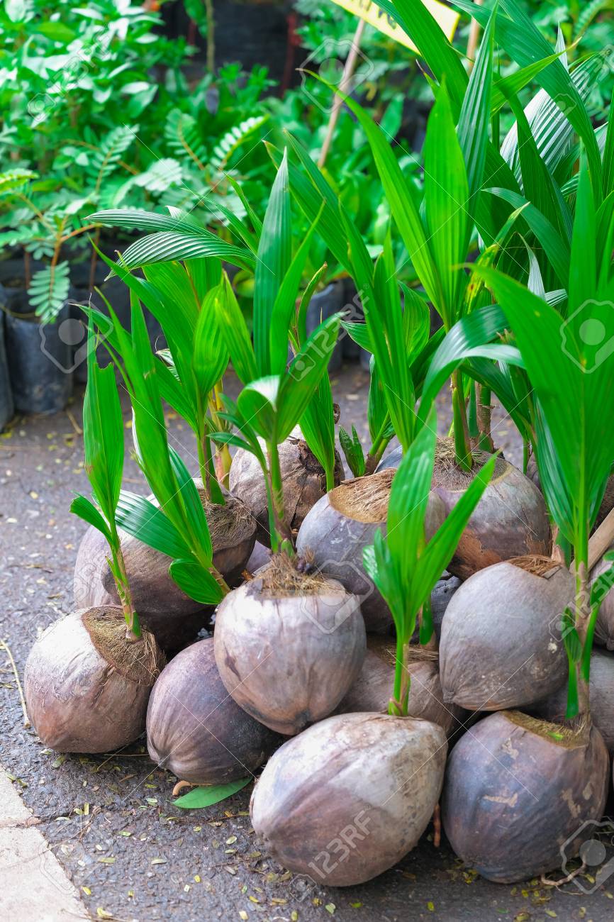 市場の地にヤシの木の新芽 の写真素材 画像素材 Image 市場の地にヤシの木の新芽 の写真素材 画像素材 Image