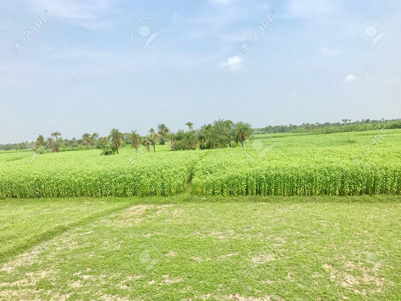 A Jute Field In The Indian Village Stock Photo Picture And Royalty Free Image Image