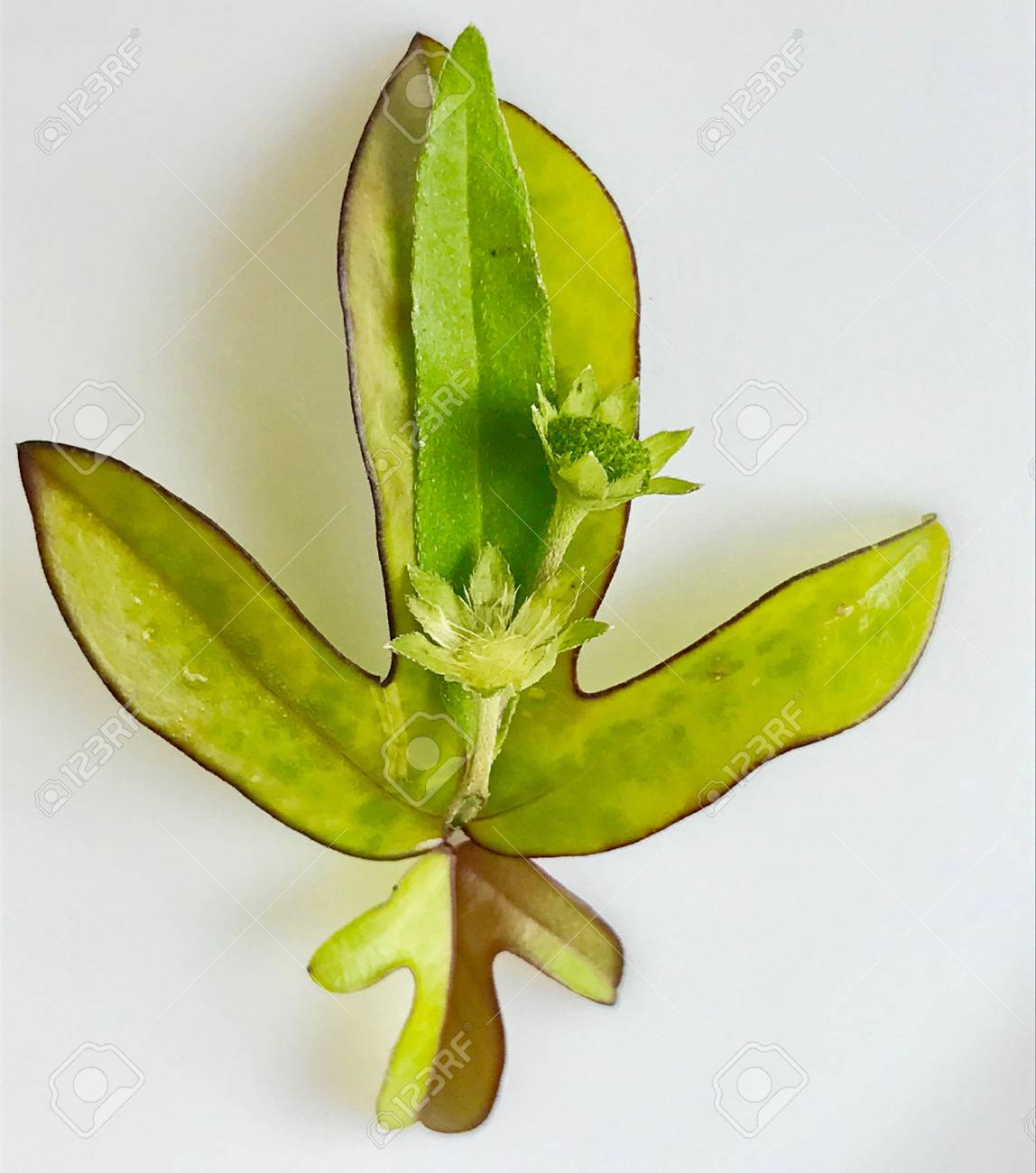 美しい葉と不気味な植物の花で作られた美しいデザイン の写真素材 画像素材 Image