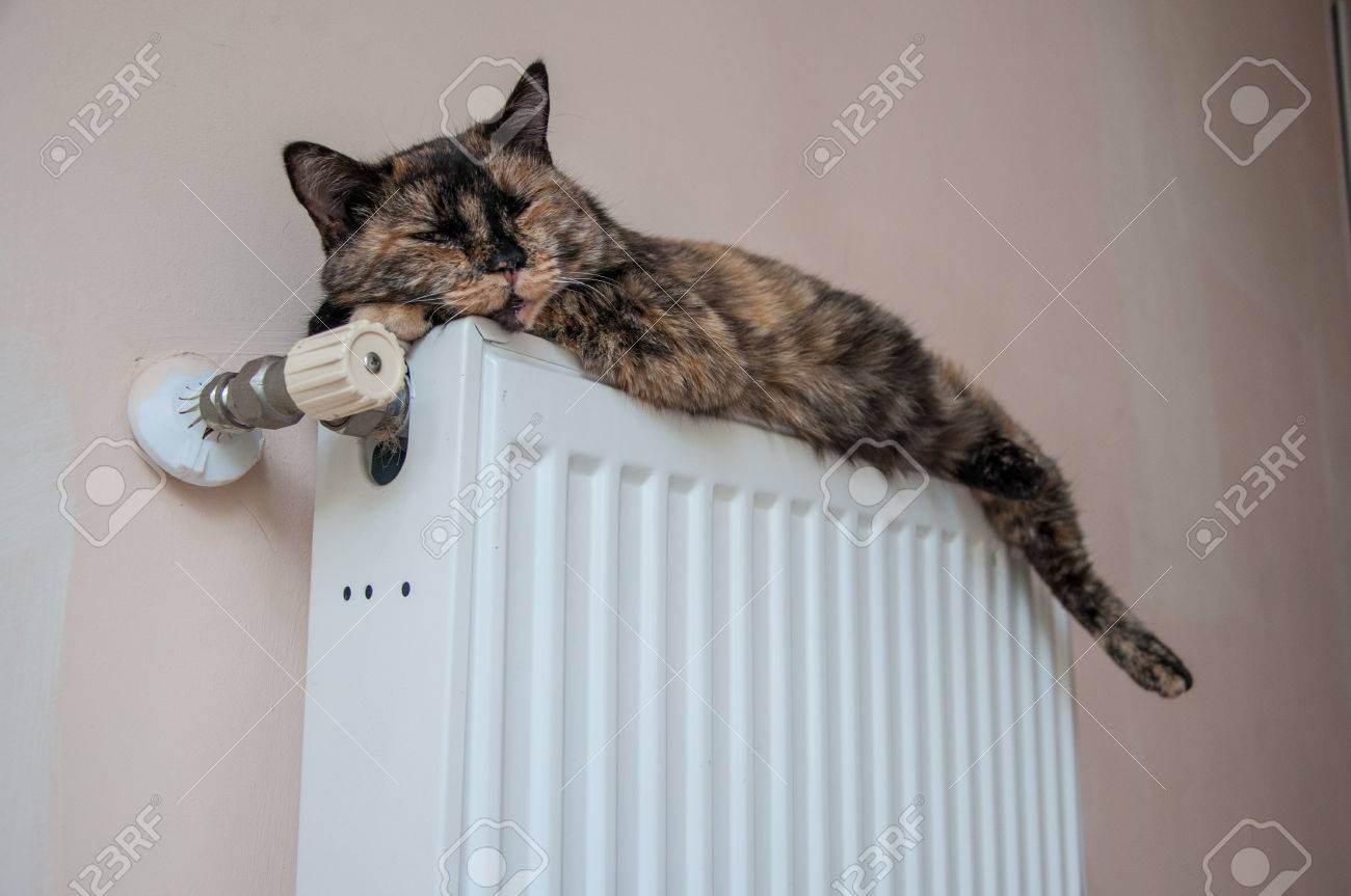 Chat Brun Se Trouve Sur La Batterie Sur Une Journee Froide En Haute Qualite Banque D Images Et Photos Libres De Droits Image Chat Brun Se Trouve Sur La Batterie Sur Une Journee Froide En Haute Qualite Banque D Images Et Photos Libres De Droits Image
