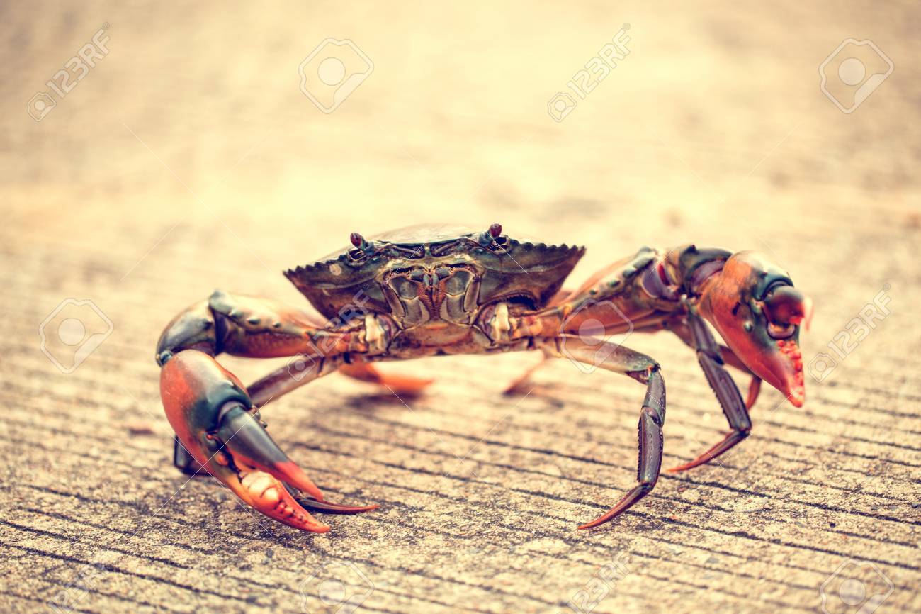 床に黒いカニ Crowl の写真素材 画像素材 Image 床に黒いカニ Crowl の写真素材 画像素材 Image