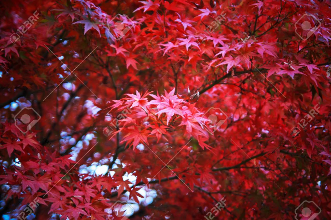 日本のアメリカハナノキ の写真素材 画像素材 Image 0035