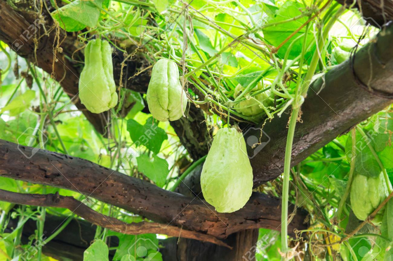 fresh chayote vegetable growing on the roof in organic farm stock