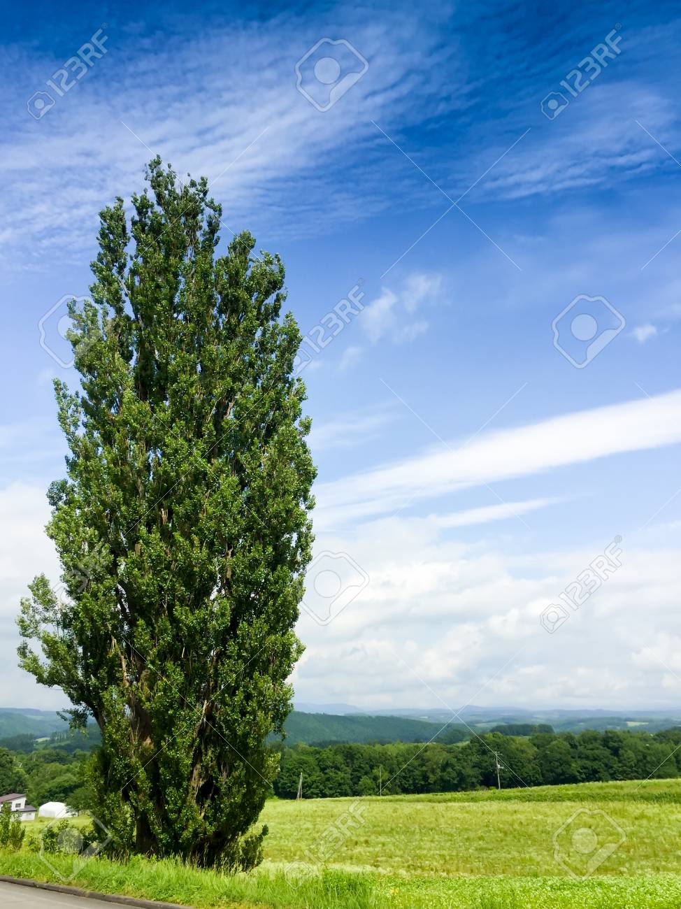 Landschaft Der Alten Und Grossen Pappel Baum In Biei Japan Lizenzfreie Fotos Bilder Und Stock Fotografie Image 83885677