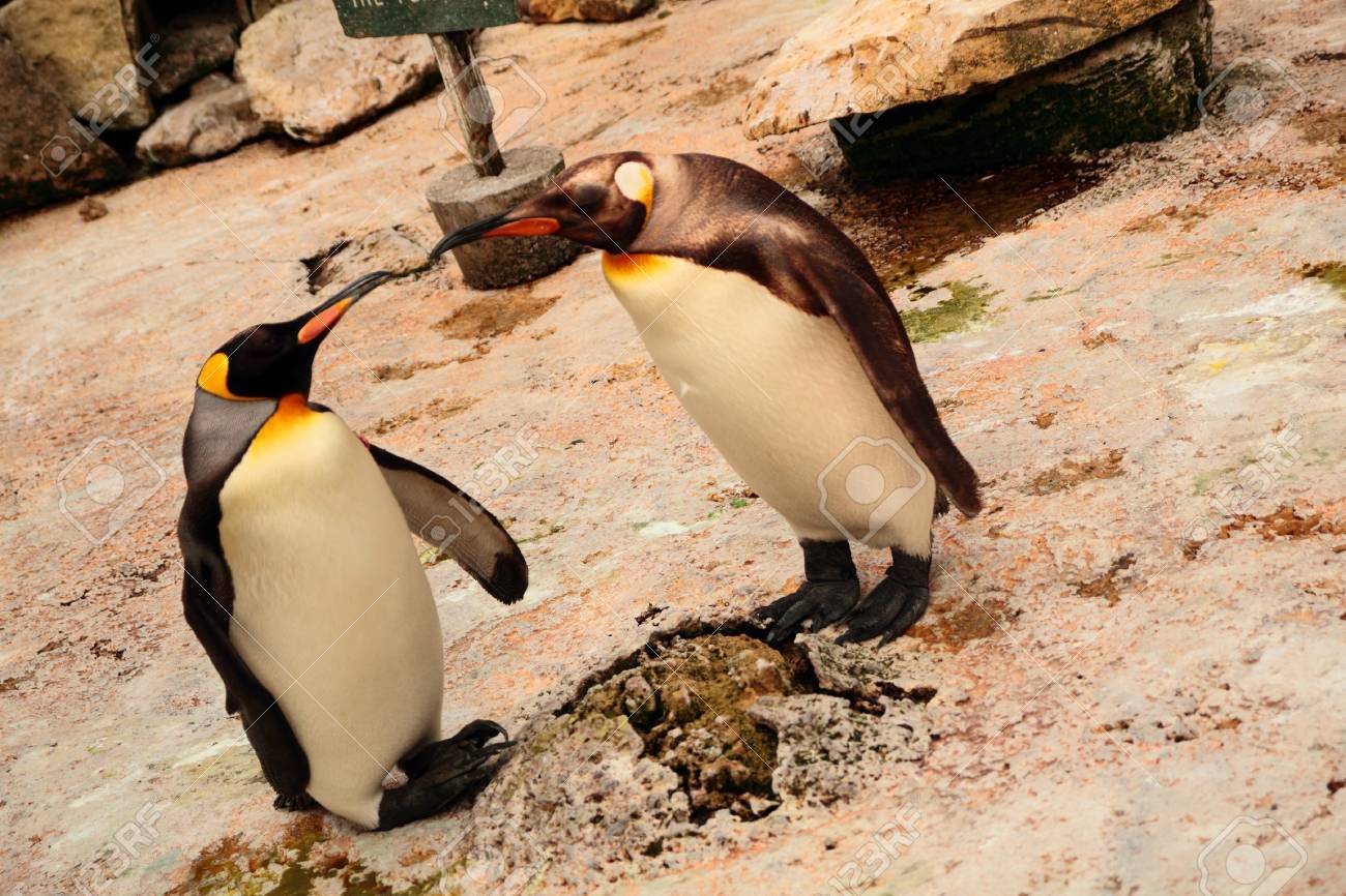 penguin lover stock photo picture and royalty free image image