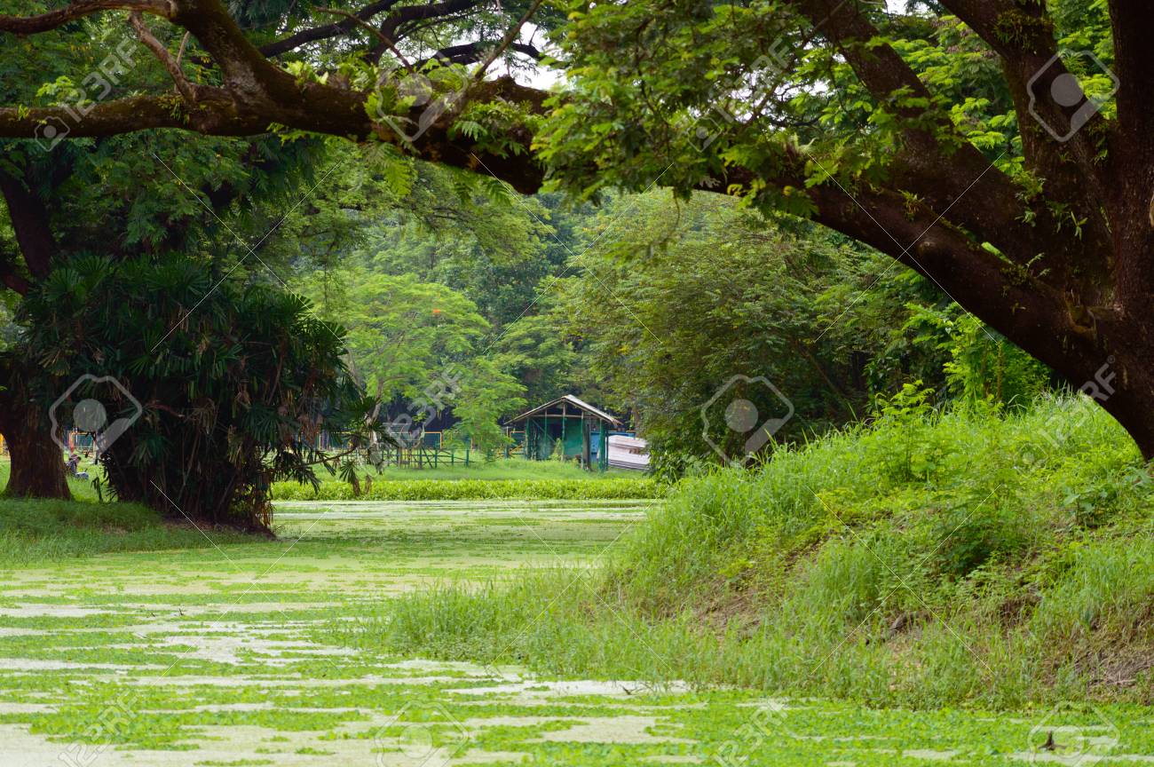 The House Is Surrounded By Plants And Trees View On Holiday