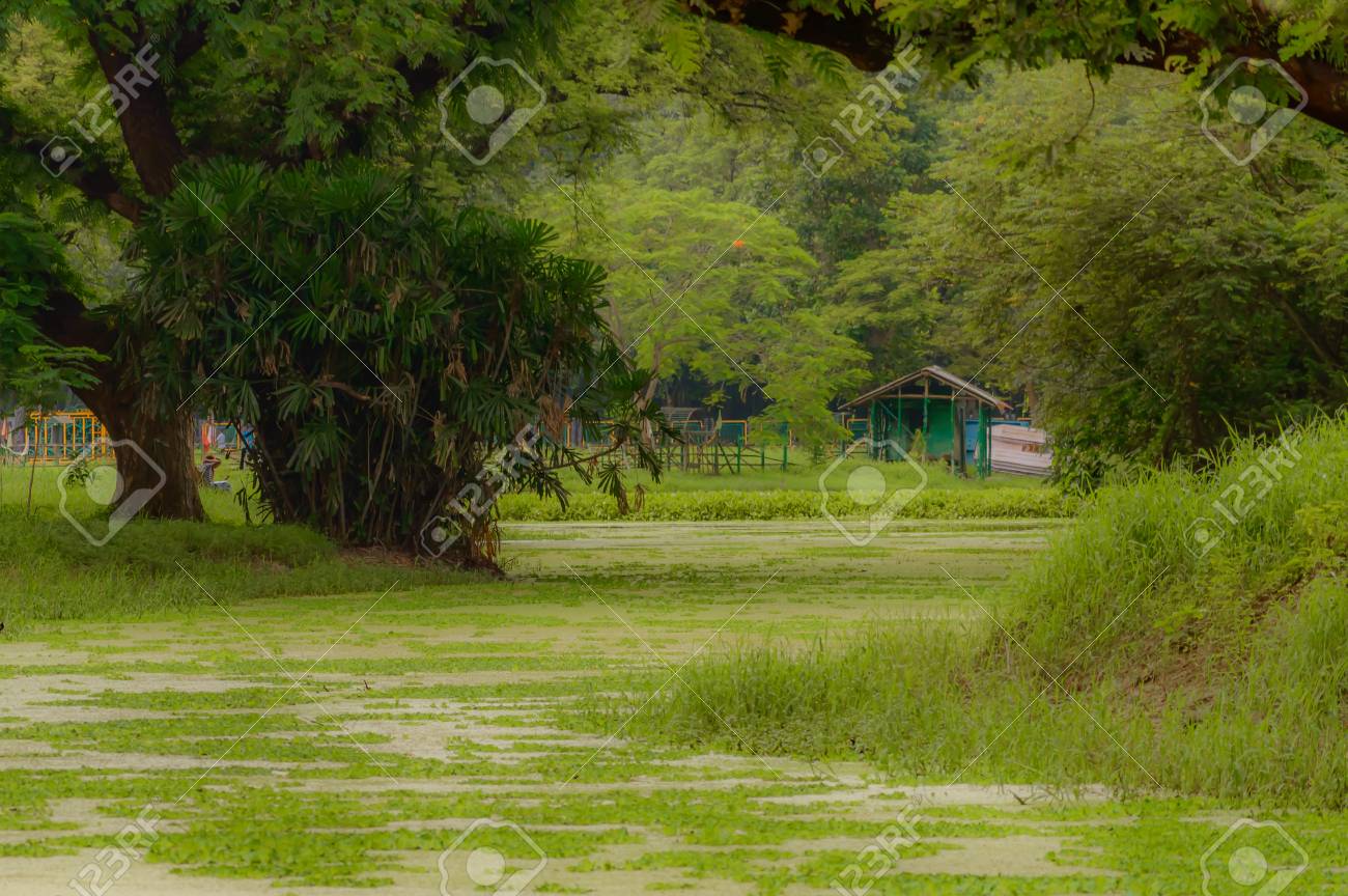 The House Is Surrounded By Plants And Trees View On Holiday
