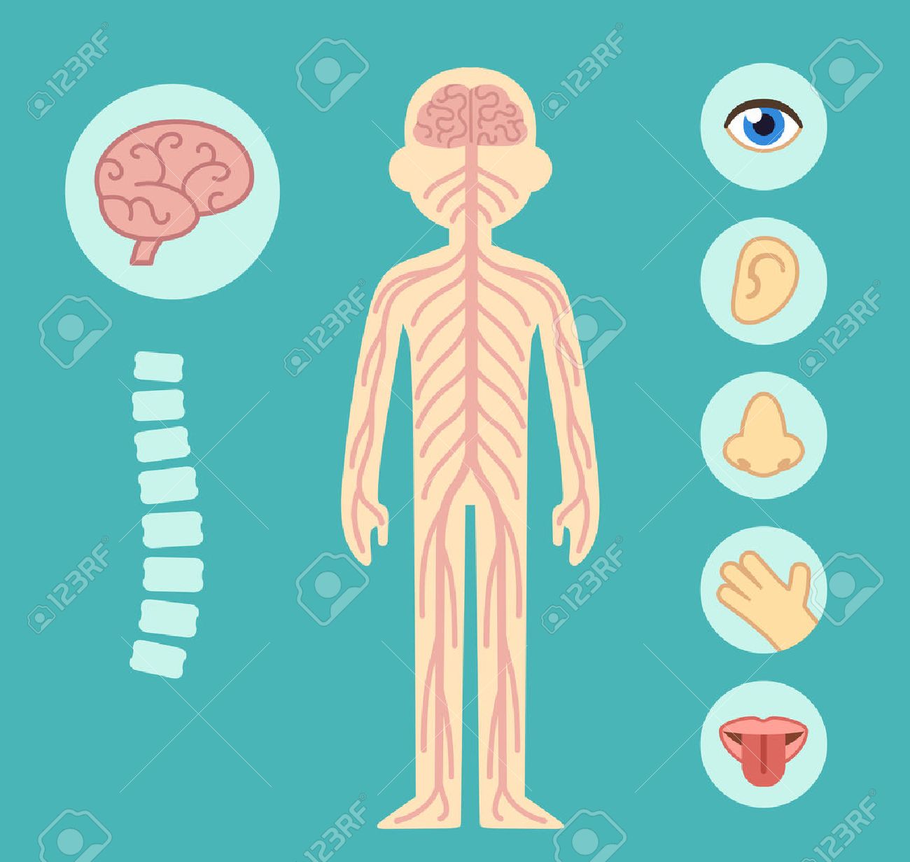 神経系インフォ グラフィック グラフ要素 神経背骨脳と五感 のイラスト素材 ベクタ Image