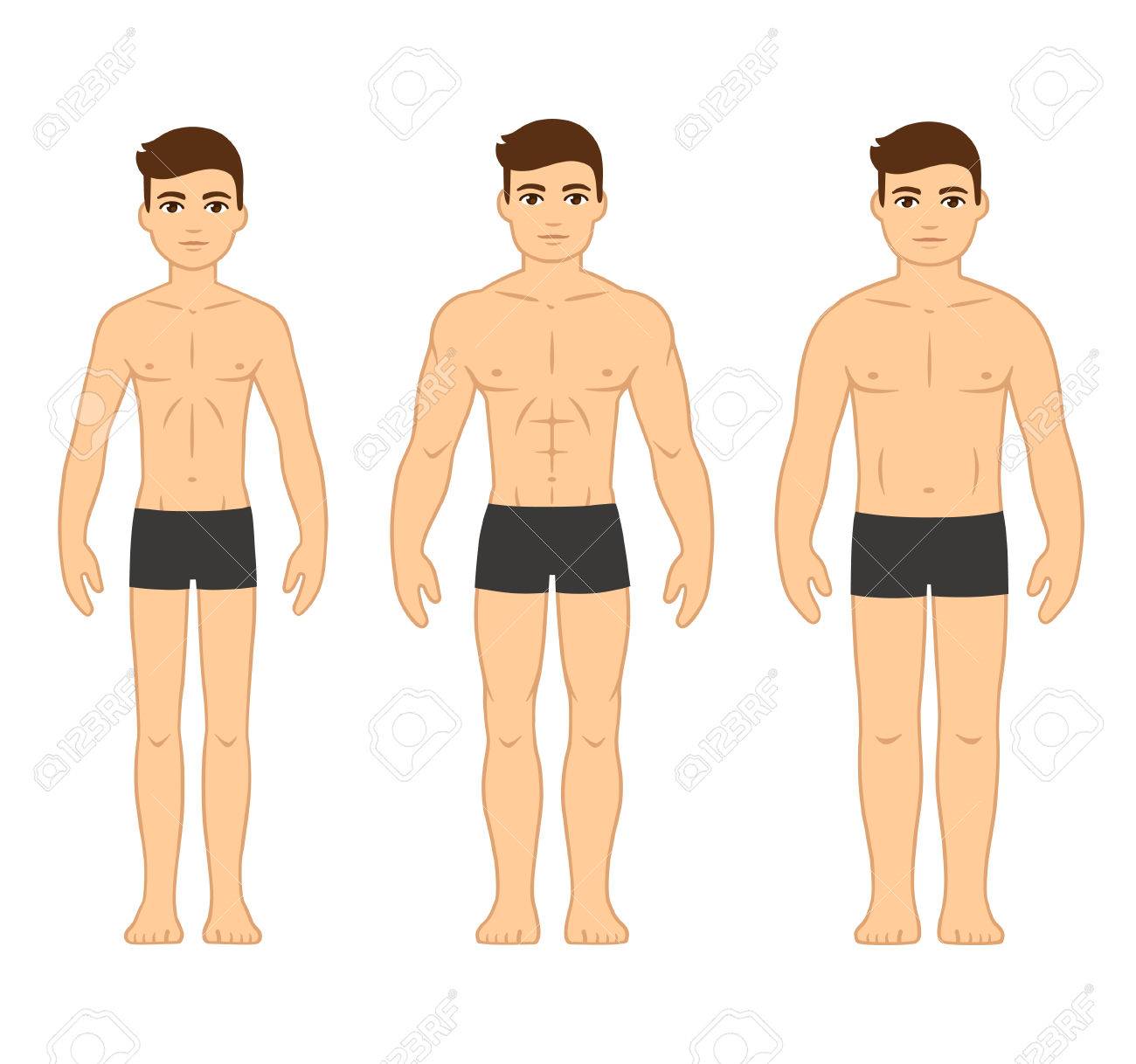 male body types diagram ectomorph skinny mesomorph muscular men body types