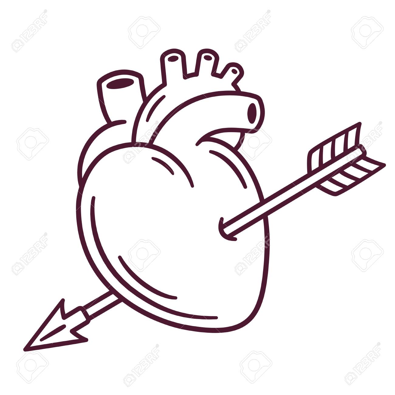 realistic anatomic heart and