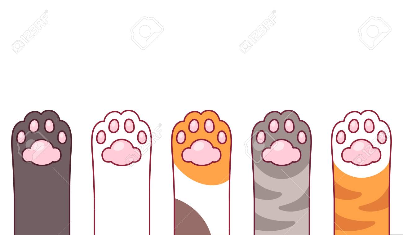 cat paw toe beans