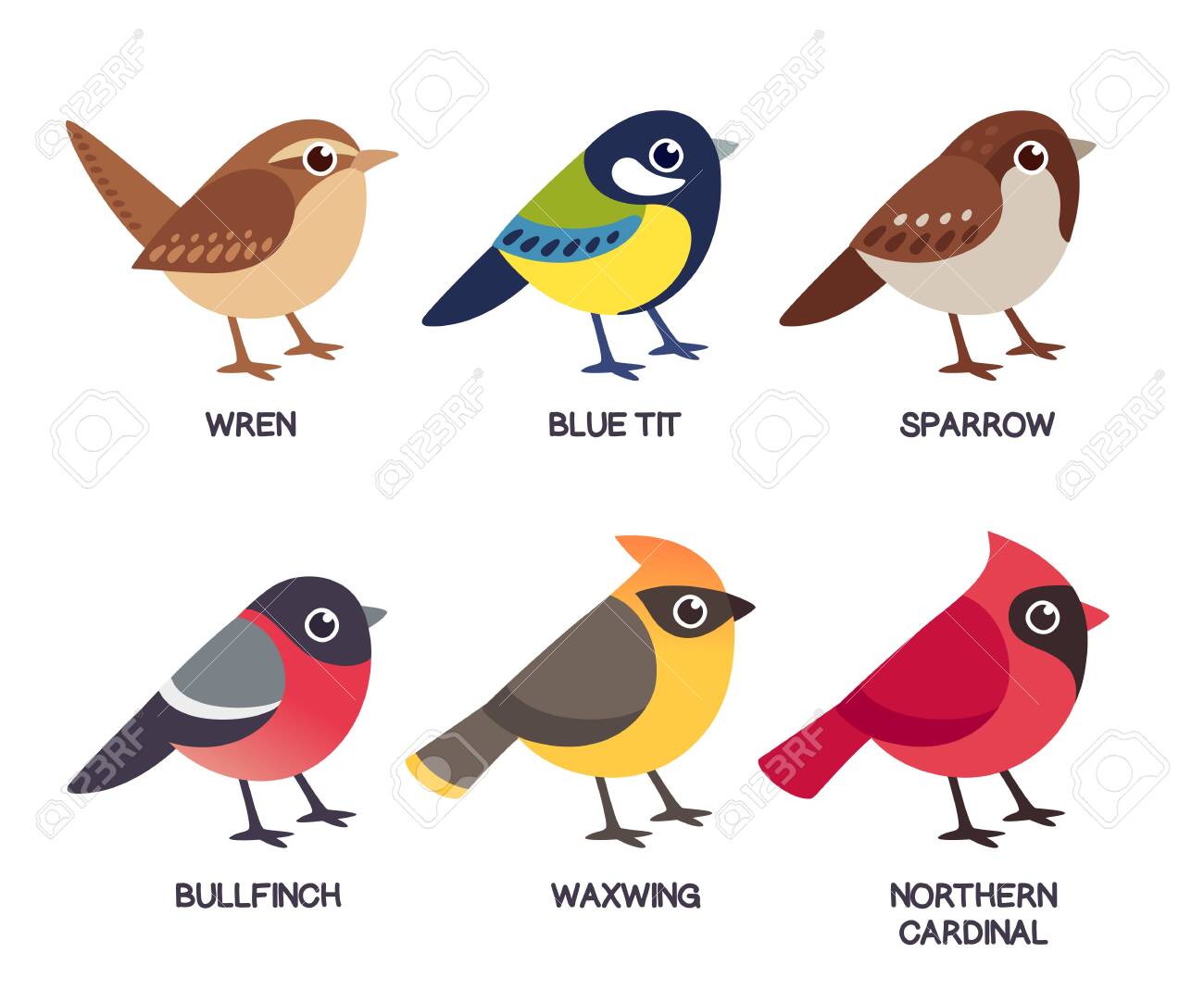 Set Of Cute Cartoon Small Birds: Cedar Waxwing, Northern Cardinal, Common Sparrow, Wren, Blue Tit And Bullfinch. Simple Drawing Style, Isolated Clip Art Vector Illustration. Royalty Free SVG, Cliparts, Vectors, And Stock Set Of Cute Cartoon Small Birds: Cedar Waxwing, Northern Cardinal, Common Sparrow, Wren, Blue Tit And Bullfinch. Simple Drawing Style, Isolated Clip Art Vector Illustration. Royalty Free SVG, Cliparts, Vectors, And Stock