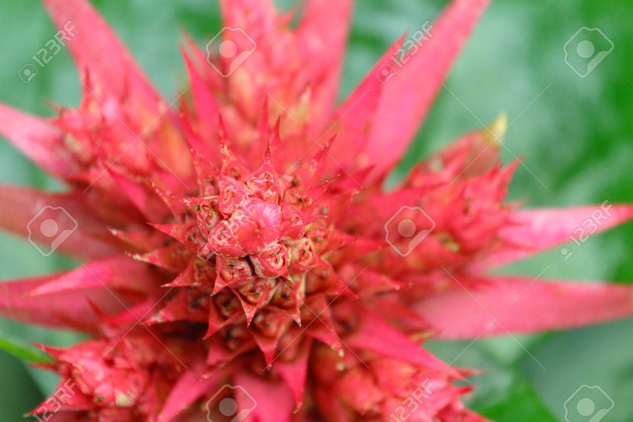 Bromeliad Ananas Comosus Close Up Of Red Pineapple Flowers Stock Photo Picture And Royalty Free Image Image
