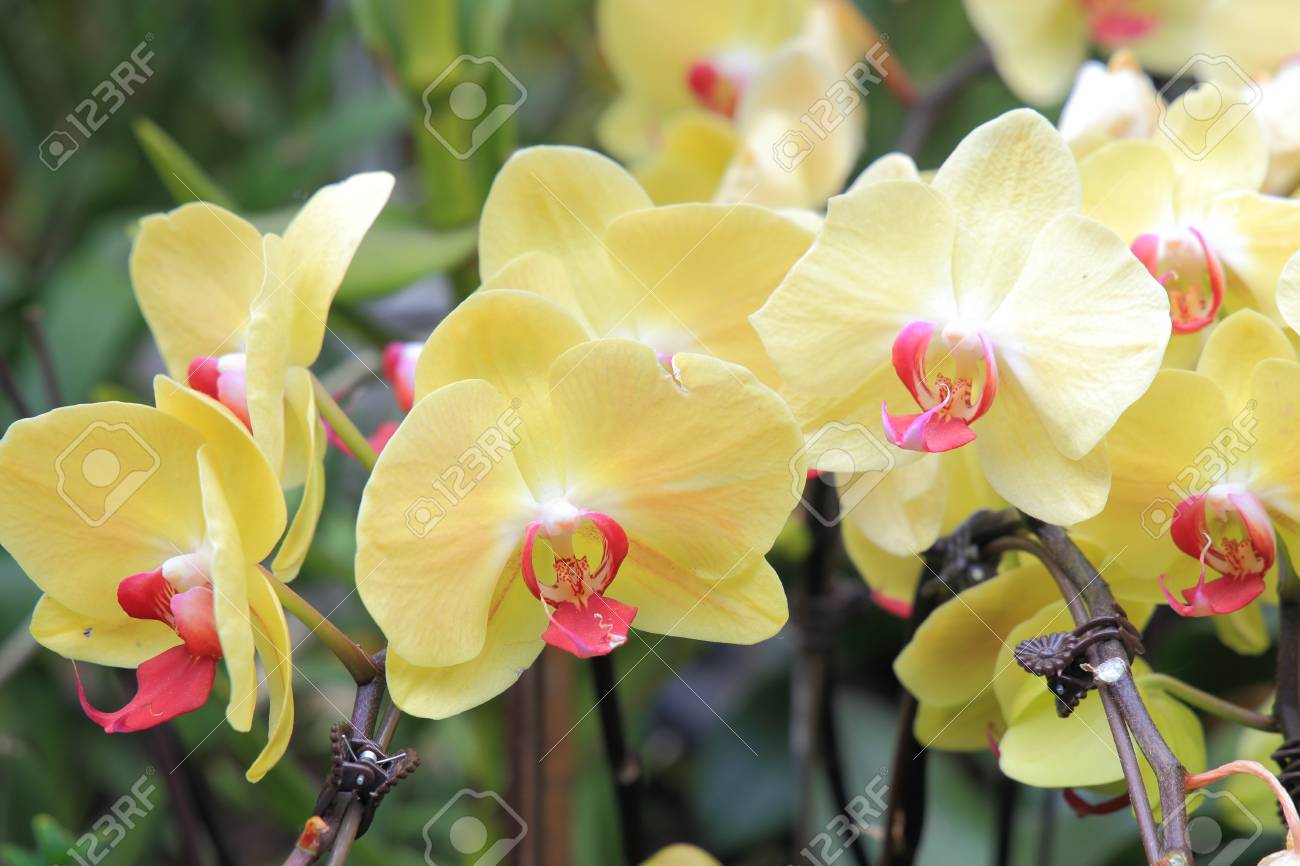 yellow phalaenopsis orchid symbol of singapore flower stock photo