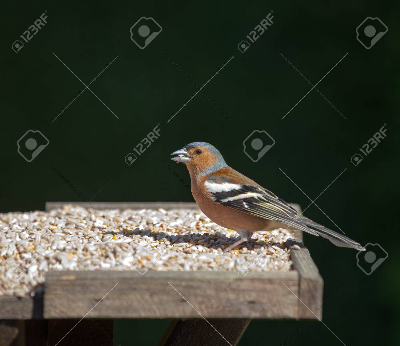 etiam-dictum-ipsum-a-felis