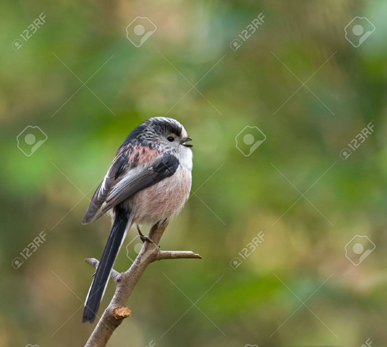 Petit Oiseau Adulte Mésange à Longue Queue Appel