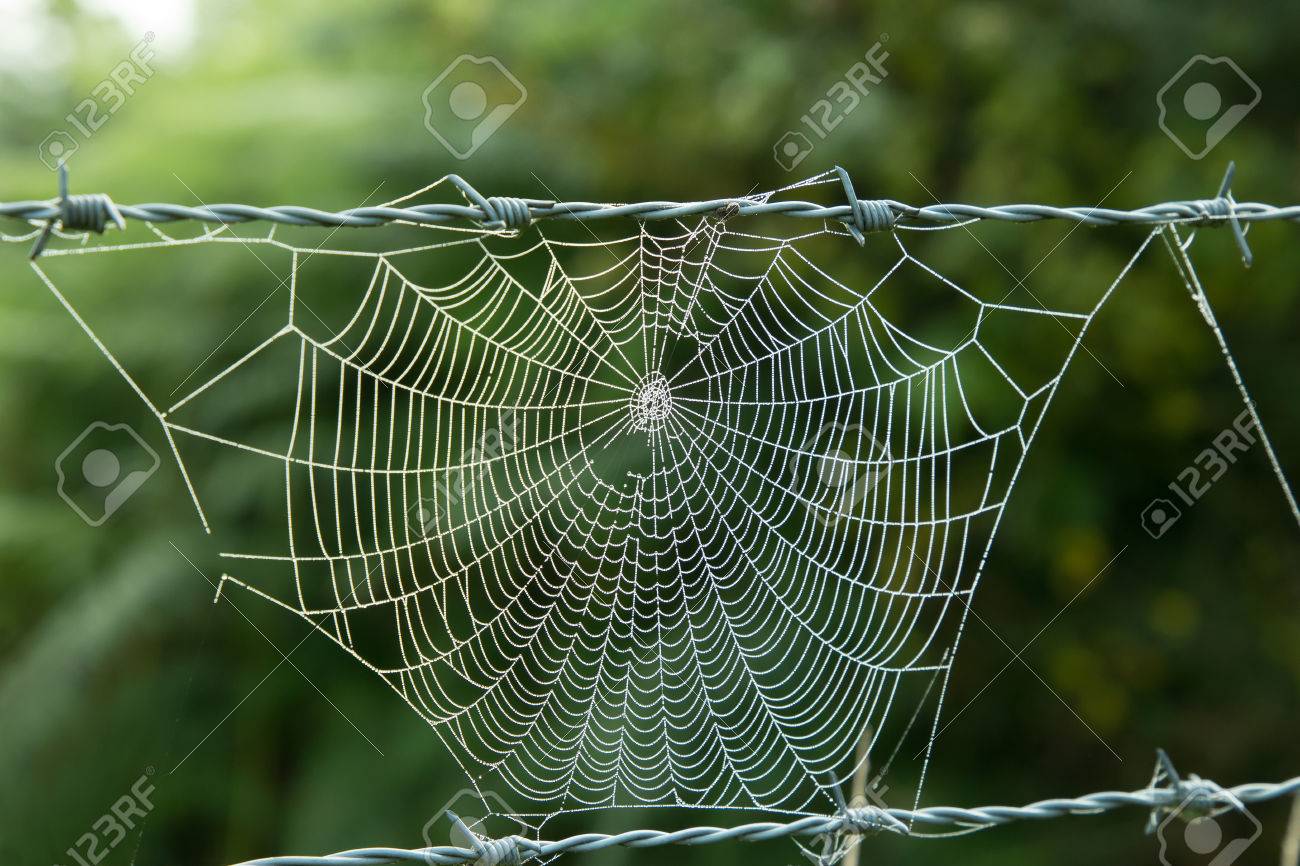 クモ蜘蛛の巣行早朝朝露の有刺鉄線の間に中断されました の写真素材 画像素材 Image