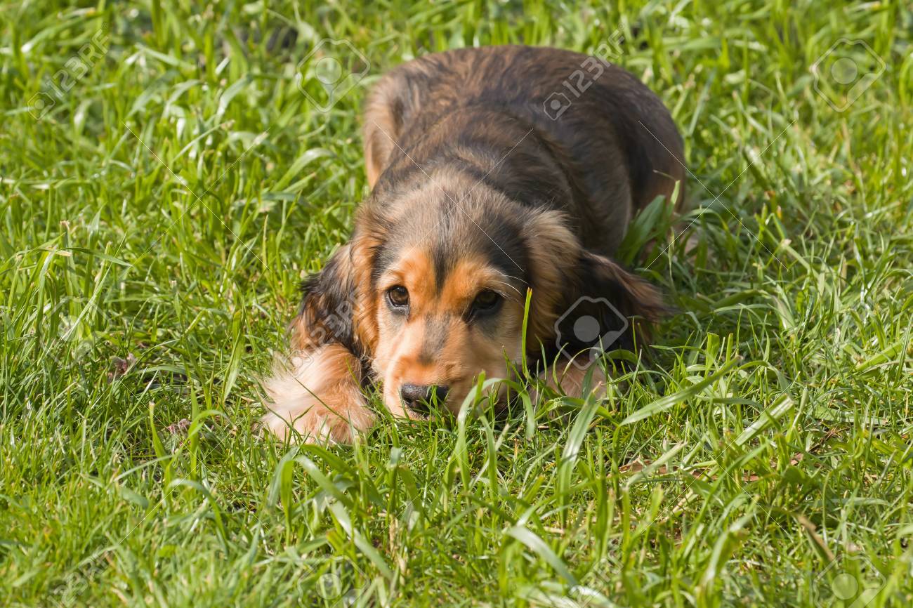 english show cocker spaniel puppies