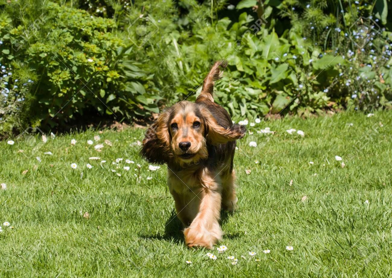 sable cocker spaniel puppies