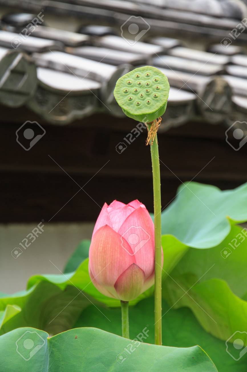 蓮の花 ハスの実 蓮の葉と緑の背景 の写真素材 画像素材 Image 蓮の花 ハスの実 蓮の葉と緑の背景 の写真素材 画像素材 Image