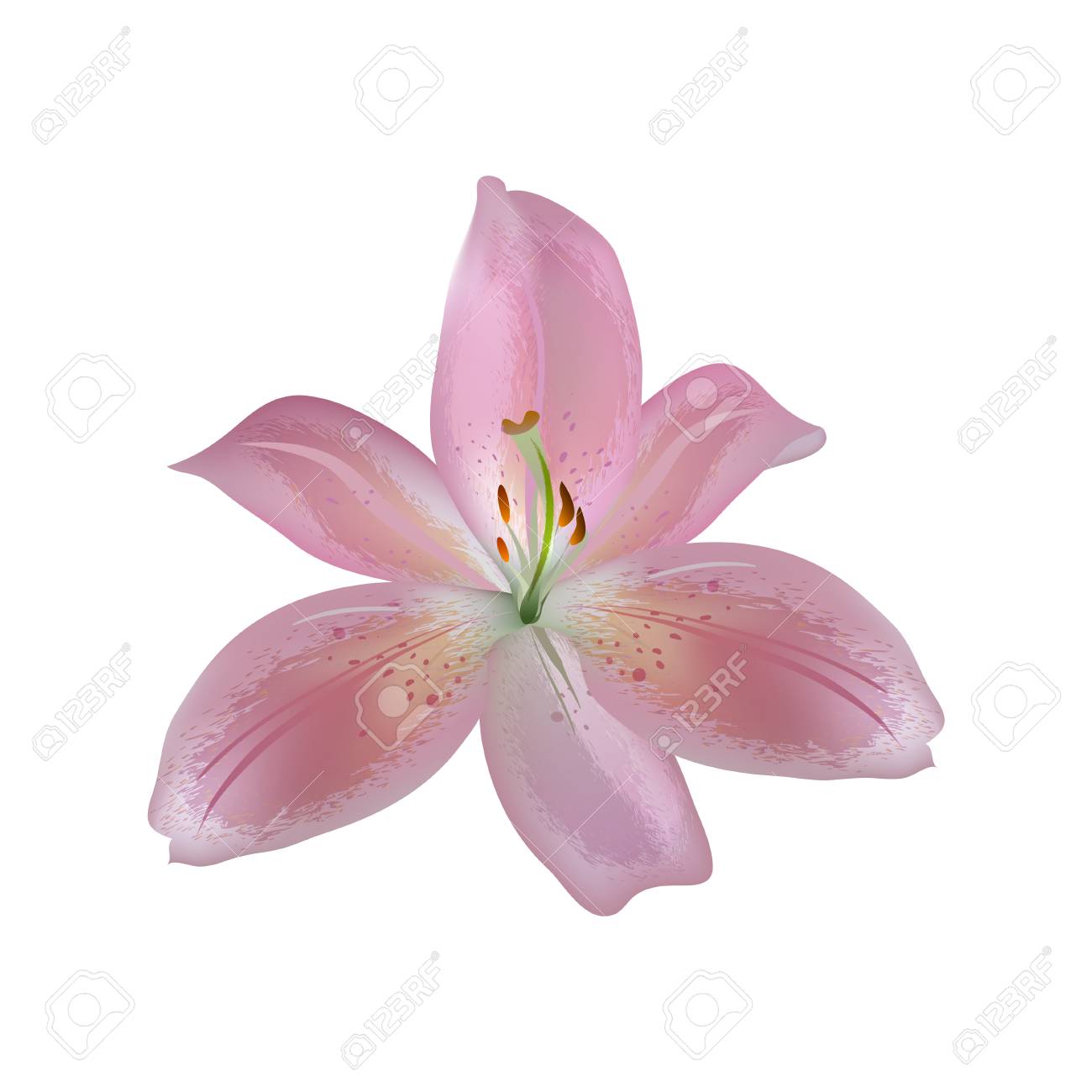 詳細に構造化された花びらで孤立したピンクのユリ花のベクトル イラストのイラスト素材 ベクタ Image 詳細に構造化された花びらで孤立したピンクのユリ花のベクトル イラストのイラスト素材 ベクタ Image