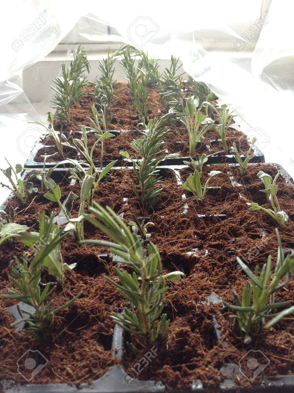 Cultivo de plantas medicinales Cultivo de plantas medicinales