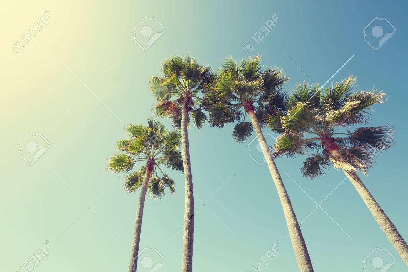 ビンテージ スタイルのカリフォルニア州のヤシの木 の写真素材 画像素材 Image