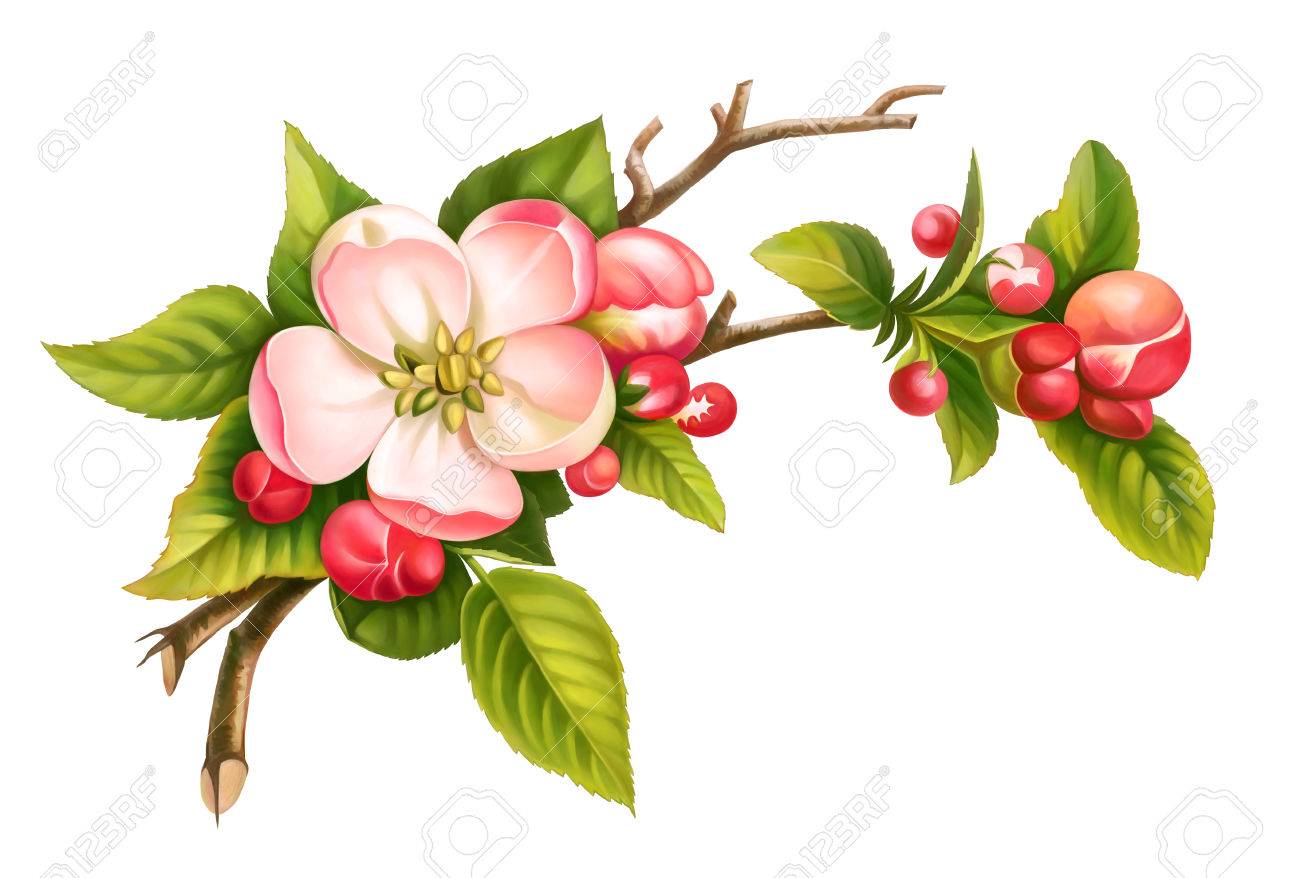Apple blossom branch spring floral set of pink white vintage flowers green leaves isolated on white background. Digital watercolor illustration. - 73673822 Apple blossom branch spring floral set of pink white vintage flowers green leaves isolated on white background. Digital watercolor illustration. - 73673822