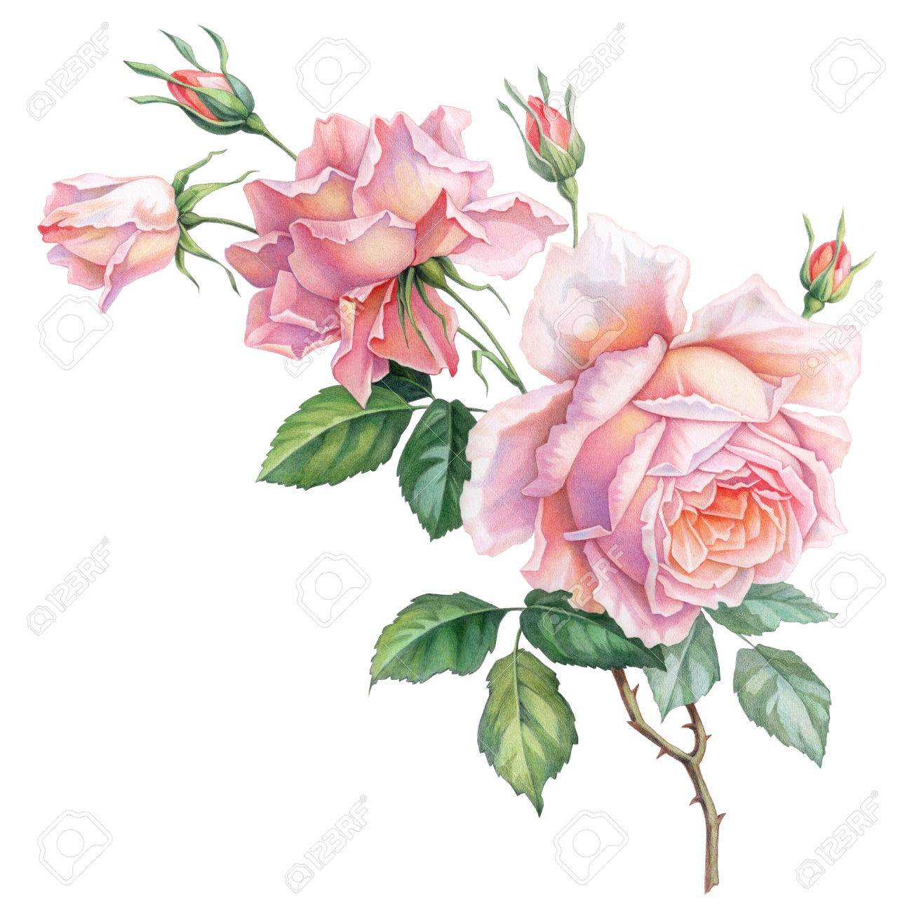 Pink White Vintage Roses Flowers Isolated On White Background