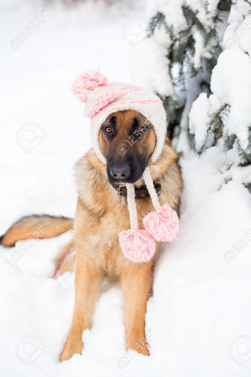 dog with winter hat