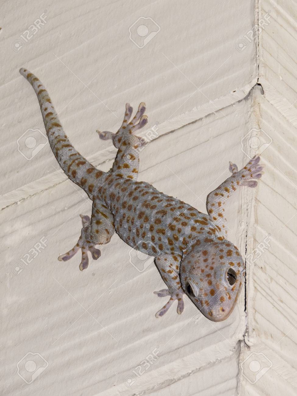 トッケイヤモリ PLUS ver. 最大級 おもちゃ・ホビー・グッズ