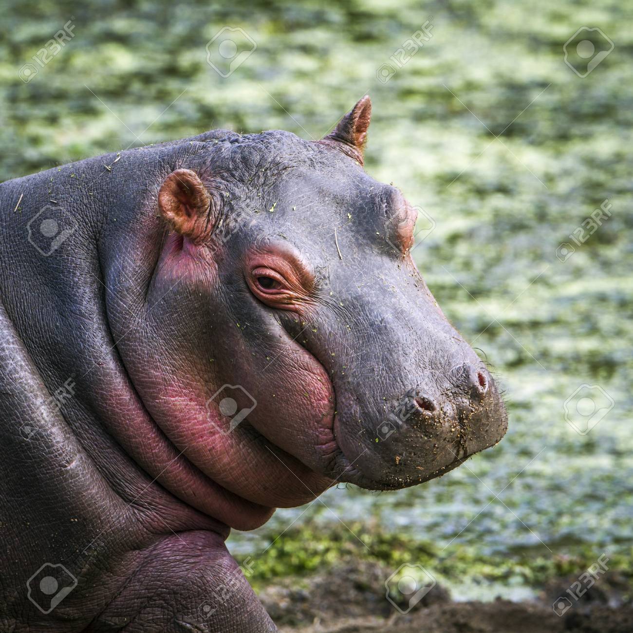 カバ科 川岸にかわいい赤ちゃんカバの正貨カバ アンフィビウス家族 の写真素材 画像素材 Image